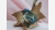 home-treasures.com Bisque Capodimonte Bird Figurine Capodimonte Bisque Bluebird Autumn Leaf Figurine