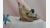 home-treasures.com Bisque Capodimonte Bird Figurine Capodimonte Bisque Bluebird Autumn Leaf Figurine