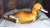 Wood painted duck decoy